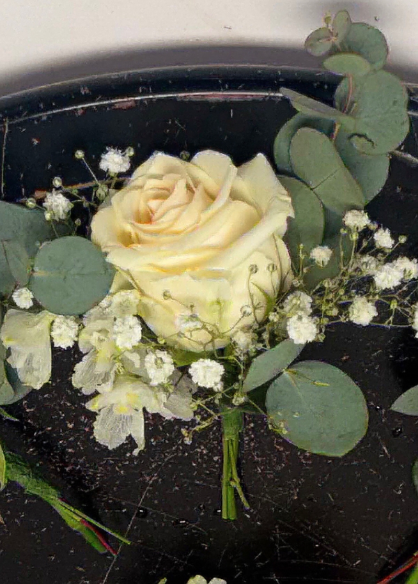 Cream Rose Buttonhole (Gyp)