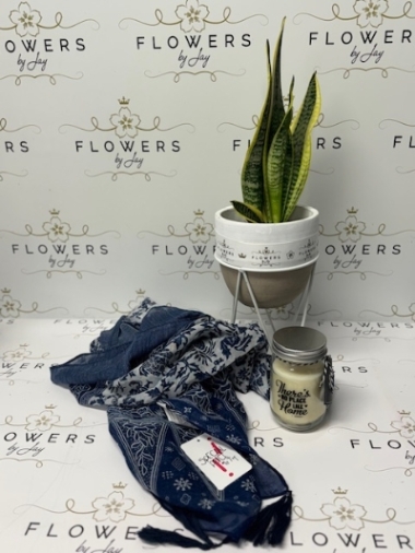 Snake Plant Gift Set