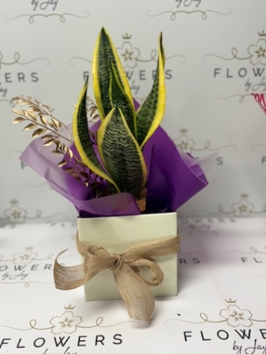 Snake Plant